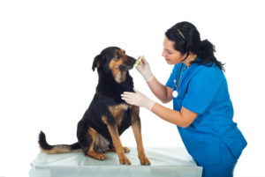 Лечение и чистка зубов собаке